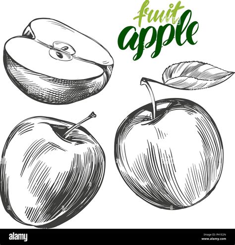 apple fruit set hand drawn vector illustration sketch Stock Vector ...