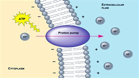 Protein Pump Diagram