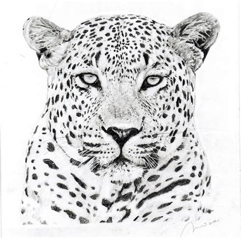 Leopard | Leopard drawing, Leopard tattoos, Jaguar tattoo