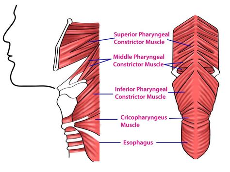 cricopharyngeus & pharyngeal muscles | Muscle