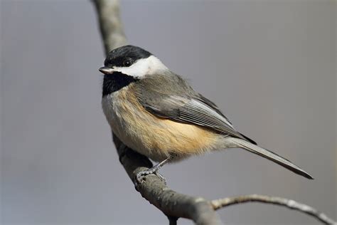 Carolina Chickadee - Song Of America