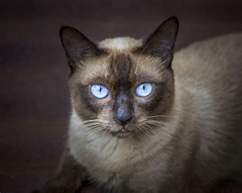 Ojos Azules Cat Breed Health, Grooming, Colors and Traits - PetGuide ...