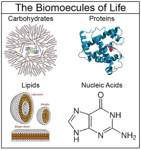 About the 4 Major Biomolecules | Teaching biology, Biology lessons, Biology