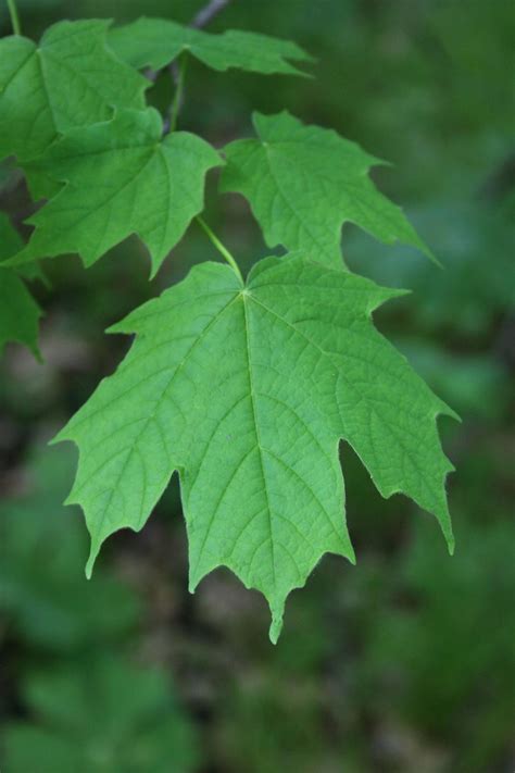 Sugar maple | The Morton Arboretum