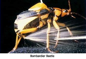 Bombardier beetles can shoot a boiling, corrosive substance at ...