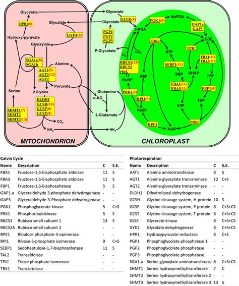 Genes Involved in the Calvin Cycle and Photorespiration. (A) Schematic ...