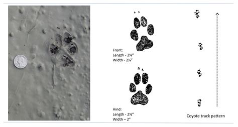 Whats The Difference Between Coyote And Dog Tracks