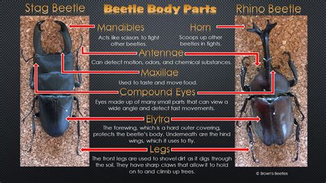 Stag Beetle Body Parts