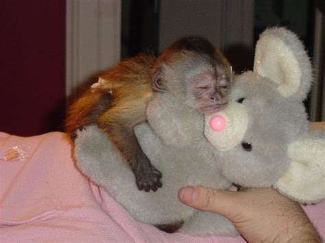 Two cute Tamed Baby Capuchin Monkeys available for adoption