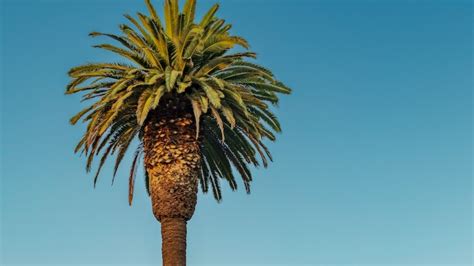 How big is the root ball of a palm tree? - About Tree