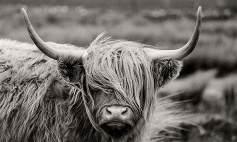 Scottish Highland Cow Wallpaper