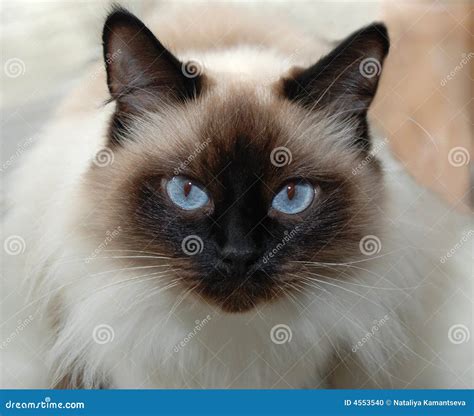 Siamese cat with blue eyes stock photo. Image of domestic - 4553540