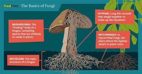 What are fungi, and what do they have to do with . . . everything ...