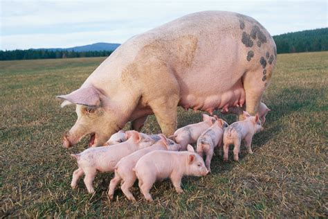 Advanced Biological Concepts® - Swine