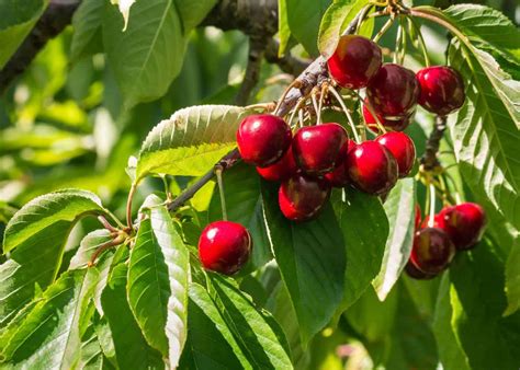 10 types of cherry trees ???? ???? Dive into the world of sweet and ...