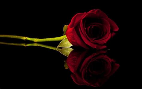 🔥 [209+] Red Rose Black Backgrounds | WallpaperSafari