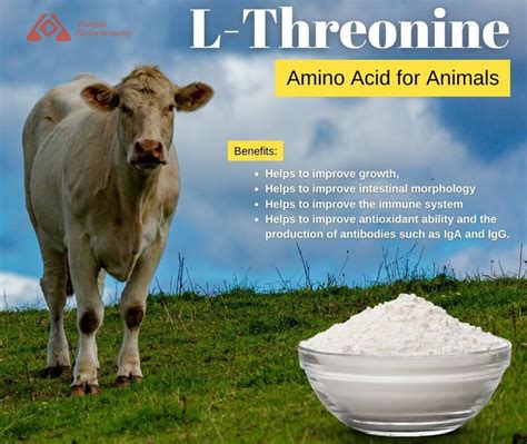 What Does L- Threonine Do - Blog