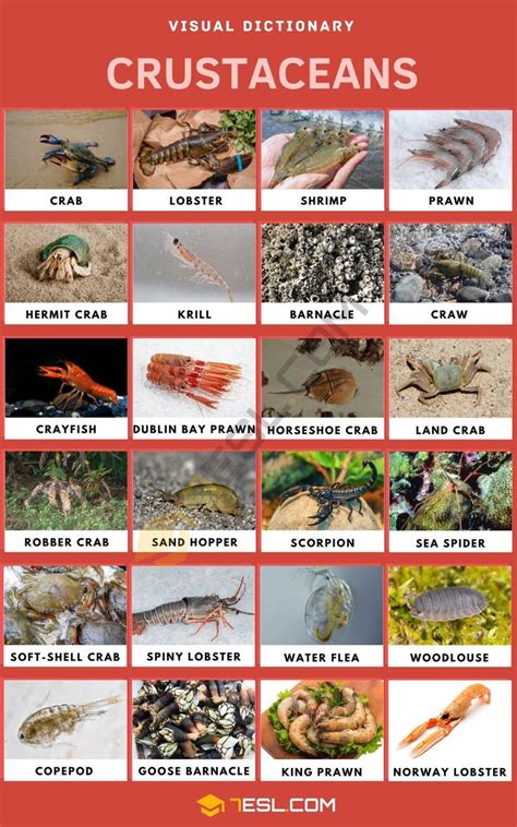 Crustaceans: List of Crustaceans with Cool Facts and Pictures • 7ESL ...