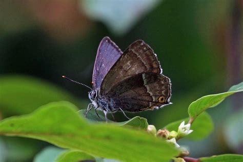 Purple hairstreak - Wikipedia