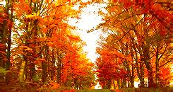 autumn | GIF | PrimoGIF