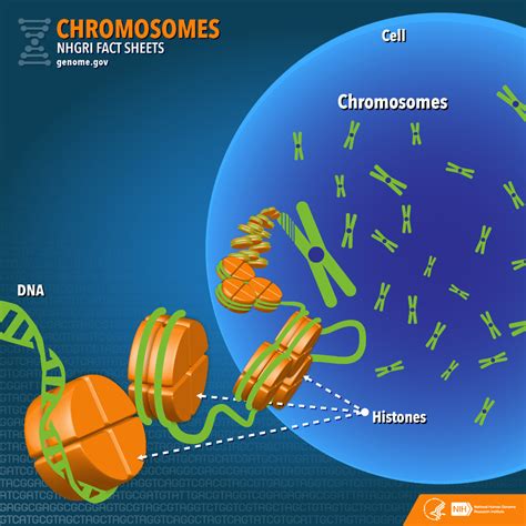 Chromosomes Fact Sheet | NHGRI | Chromosome, Fact sheet, Dna kit