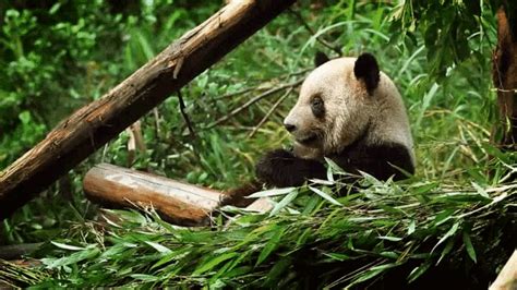 Panda Bamboo GIF - Panda Bamboo Eating - Discover & Share GIFs