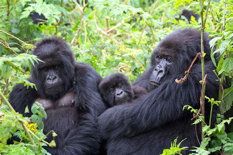 Best Gorilla trekking Places in EastAfrica | Gorilla trekking Tours