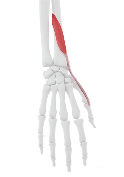 Extensor Pollicis Brevis Muscle Photograph by Sebastian Kaulitzki ...