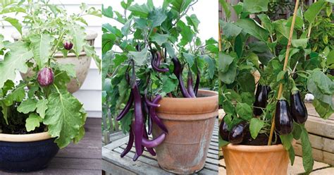 How to Grow an Eggplant in a Pot | Aubergine Care