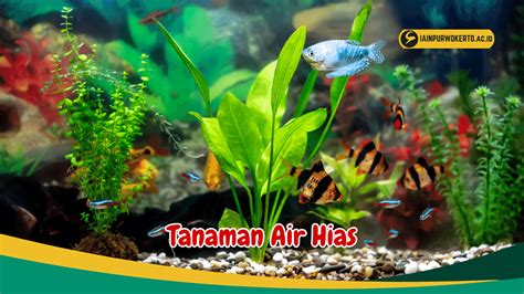 Kenali 7 Jenis Tanaman Air Hias Unik untuk Aquarium Kesayanganmu ...