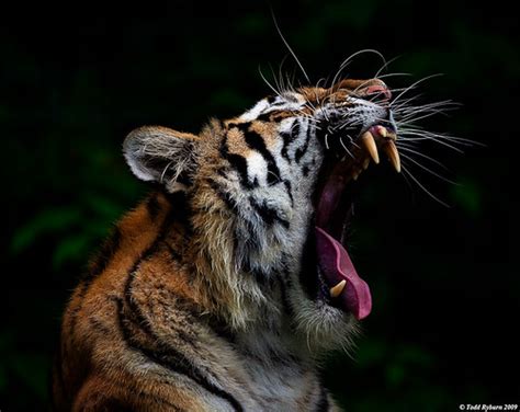 Tiger Roar - a photo on Flickriver