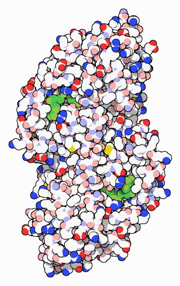 PDB-101: Molecule of the Month: Alcohol Dehydrogenase