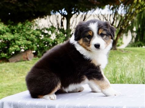 Australian Shepherd Puppies For Sale | Sisters, OR #276538