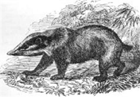 Hog Badger - Ferocity Larger Than Its Size - pictures and facts