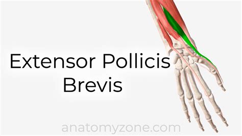 Extensor Pollicis Brevis Muscle