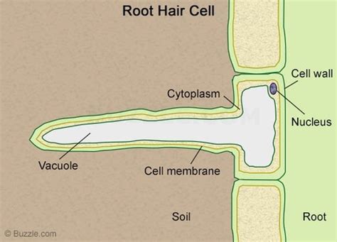 2D Labelled Diagram - Root Hair cell