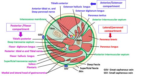 Anterior Compartment of Leg , Muscles , their action and nerve supply ...