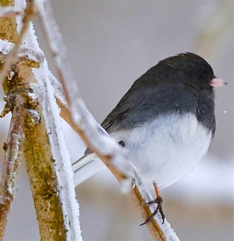 Late Winter Dark Eyed Junco Photograph by Bewokephotography Krob - Fine ...