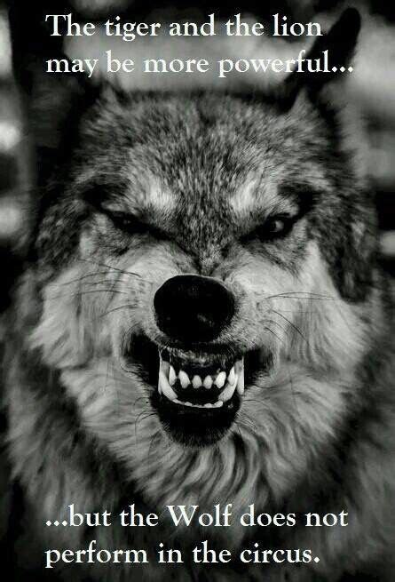 Funny Quotes About Wolves - ShortQuotes.cc