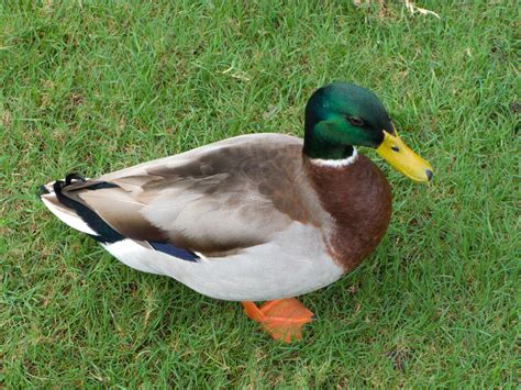 Mallard Duck Free Stock Photo - Public Domain Pictures