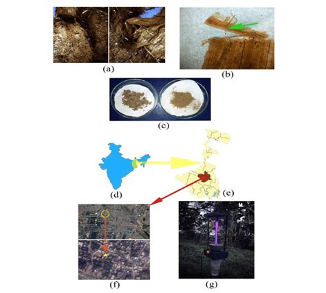 a) Habitat substrata of Sample 1 (left) and 2 (right); b) Larva of ...