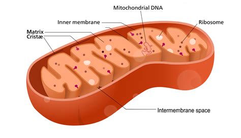 Epidermal Cell Organelles