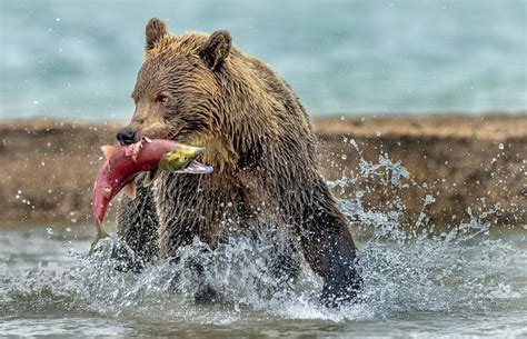 Fishing - Kamchatka, Russia in 2021 | Bear fishing, Brown bear ...