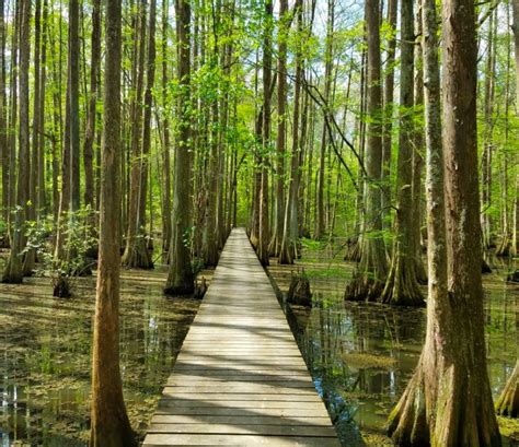 The Trail At Chicot State Park Will Lead You On An Enchanting Journey