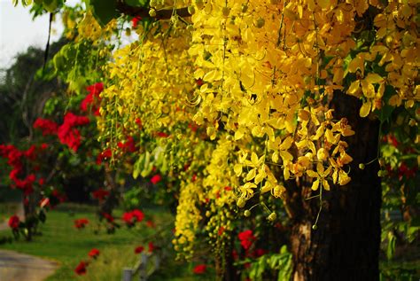 Ratchaphruek: 11 Facts About Thailand's National Flower