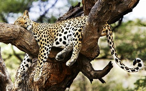 Sleeping Cheetah - Wallpaper, High Definition, High Quality, Widescreen