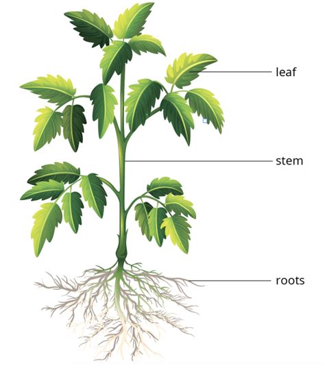 The Life Cycle Of Flowering Seed Plants | Best Flower Site