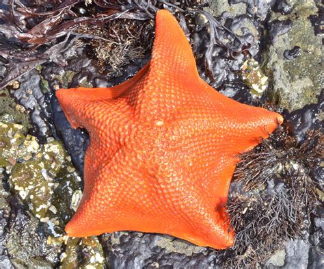 Bat Star (Duxbury Reef Intertidal Guide) · iNaturalist