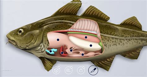 Anatomy of a cod | Ocean School