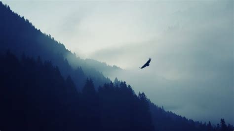 Download Soaring proudly - Majestic eagle above the majestic Alps ...